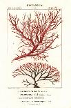 Erythroxylum Laurifolium-Stanghi Stanghi-Giclee Print