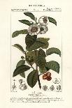 Shining-Leaved Sage, Salvia Formosa-Stanghi Stanghi-Giclee Print