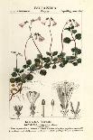 Erythroxylum Laurifolium-Stanghi Stanghi-Giclee Print