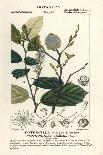 Cottongrass or Cottonsedge, Eriophorum Angustifolium-Stanghi Stanghi-Giclee Print