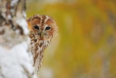 Tawny Owl in the Wood-Stanislav Duben-Photographic Print