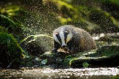 European Badger Shaking and Splashing Water Drops Around-Stanislav Duben-Photographic Print