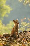 Red Fox Siitng in Backlight during Indian Summer-Stanislav Duben-Photographic Print