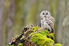 Tawny Owl in the Wood-Stanislav Duben-Framed Photographic Print