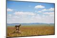 Photographic Print