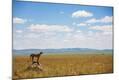 Photographic Print