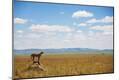 Photographic Print