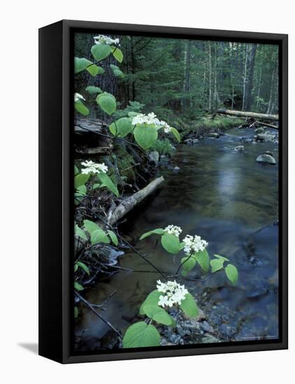 Stanley Brook, Hobblebush, Maine, USA-Jerry & Marcy Monkman-Framed Premier Image Canvas