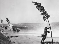 Man Holding onto Tree during Hurricane Carol-Stanley Hall-Framed Photographic Print