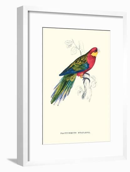 Stanley Parakeet Male - Platycercus Icterotis-Edward Lear-Framed Art Print