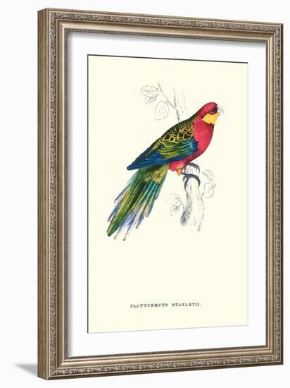 Stanley Parakeet Male - Platycercus Icterotis-Edward Lear-Framed Art Print