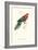 Stanley Parakeet Male - Platycercus Icterotis-Edward Lear-Framed Art Print