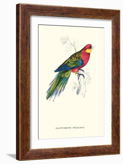 Stanley Parakeet Male - Platycercus Icterotis-Edward Lear-Framed Art Print