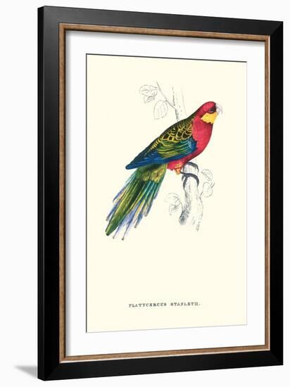 Stanley Parakeet Male - Platycercus Icterotis-Edward Lear-Framed Art Print