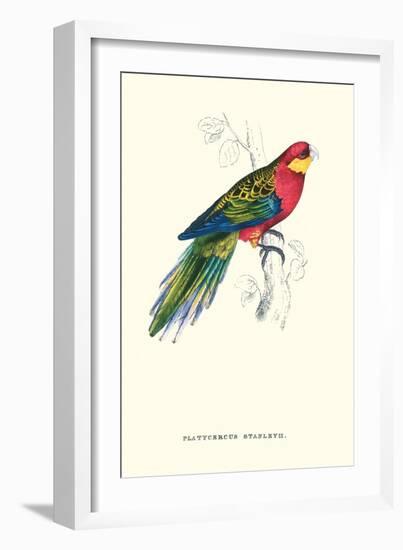 Stanley Parakeet Male - Platycercus Icterotis-Edward Lear-Framed Art Print