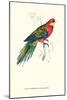Stanley Parakeet Male - Platycercus Icterotis-Edward Lear-Mounted Art Print