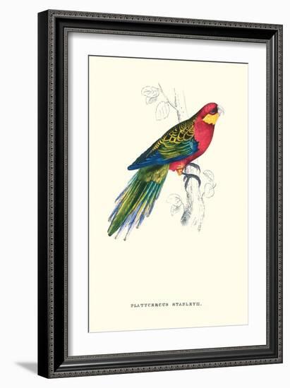 Stanley Parakeet Male - Platycercus Icterotis-Edward Lear-Framed Art Print