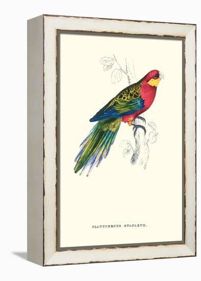 Stanley Parakeet Male - Platycercus Icterotis-Edward Lear-Framed Stretched Canvas