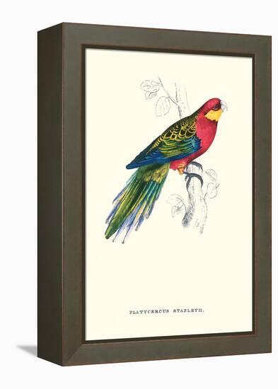 Stanley Parakeet Male - Platycercus Icterotis-Edward Lear-Framed Stretched Canvas