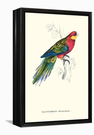 Stanley Parakeet Male - Platycercus Icterotis-Edward Lear-Framed Stretched Canvas