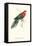 Stanley Parakeet Male - Platycercus Icterotis-Edward Lear-Framed Stretched Canvas