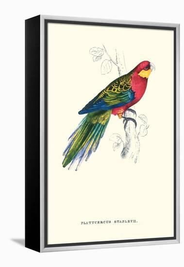 Stanley Parakeet Male - Platycercus Icterotis-Edward Lear-Framed Stretched Canvas