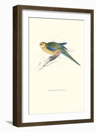 Stanley Parakeet Young Male - Platycercus Icterotis-Edward Lear-Framed Art Print