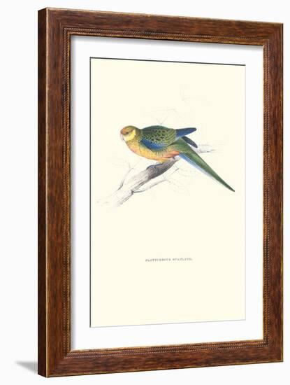 Stanley Parakeet Young Male - Platycercus Icterotis-Edward Lear-Framed Art Print