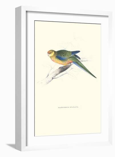 Stanley Parakeet Young Male - Platycercus Icterotis-Edward Lear-Framed Art Print