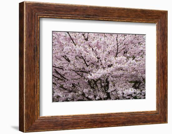 Stanley Park Cherry Tree Blossoms-Richard Wong-Framed Photographic Print