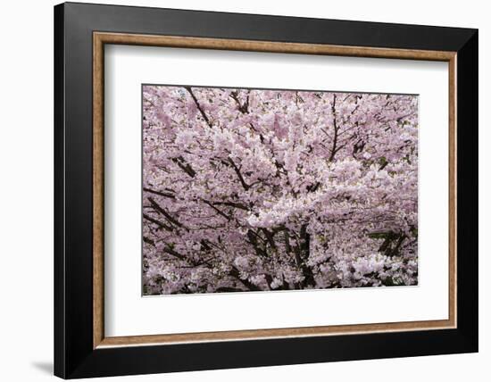 Stanley Park Cherry Tree Blossoms-Richard Wong-Framed Photographic Print