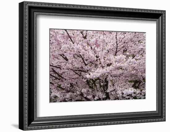 Stanley Park Cherry Tree Blossoms-Richard Wong-Framed Photographic Print