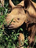 View of Mwaluganje Elephant Sanctuary, Shimbas, Kenya, East Africa, Africa-Stanley Storm-Photographic Print