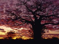 Baobab Tree Silhouetted by Spectacular Sunrise, Kenya, East Africa, Africa-Stanley Storm-Photographic Print