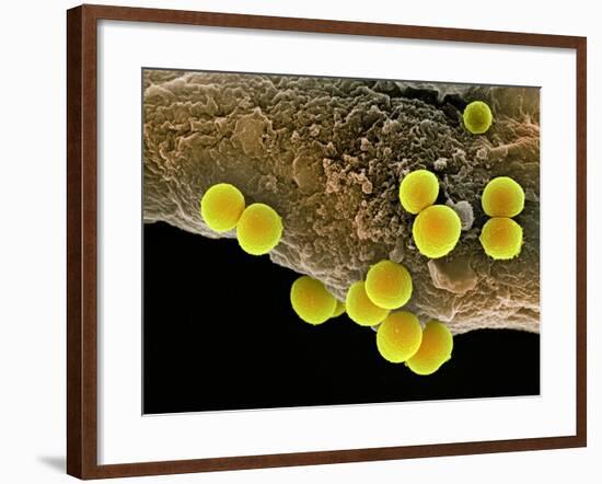 Staphylococcus Aureus Bacteria, SEM-Science Photo Library-Framed Photographic Print