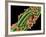 Staphylococcus Aureus MRSA Bacteria-PASIEKA-Framed Photographic Print