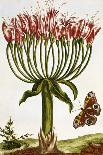 18th Century French Print of Red Water Lily of China-Stapleton Collection-Giclee Print