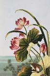 Mughal Miniature Painting Depicting a Peony with Birds of Paradise and Butterflies-Stapleton Collection-Giclee Print