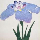 O-Sho-Kun Book of a Blue Iris-Stapleton Collection-Giclee Print