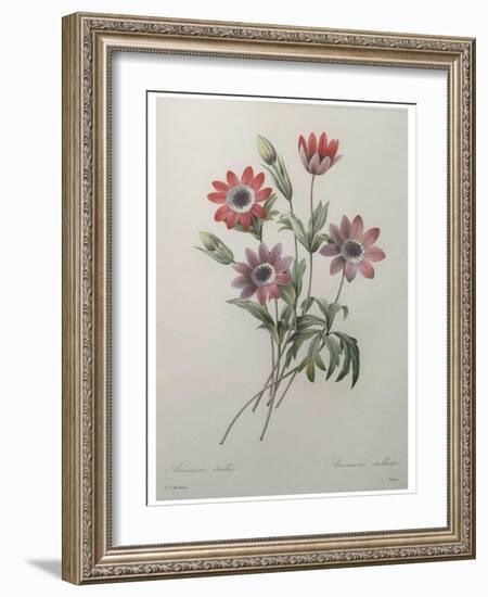 Star Anemone-Pierre-Joseph Redoute-Framed Art Print