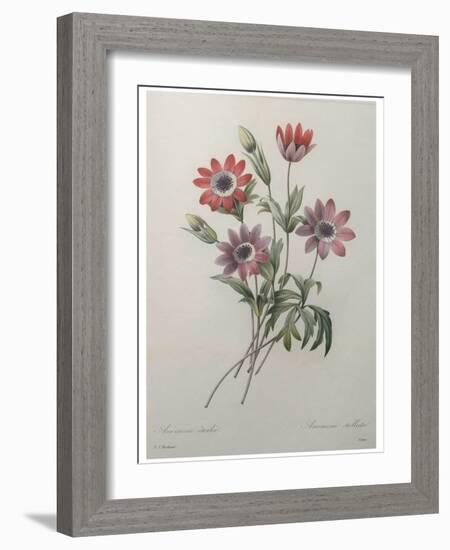 Star Anemone-Pierre-Joseph Redoute-Framed Art Print