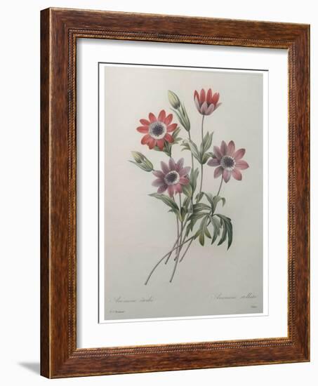 Star Anemone-Pierre-Joseph Redoute-Framed Art Print