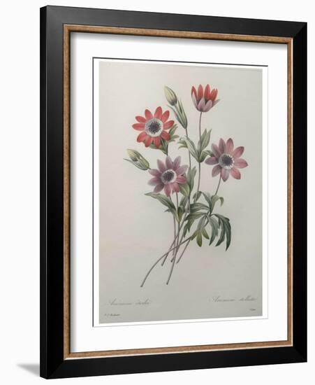 Star Anemone-Pierre-Joseph Redoute-Framed Art Print