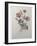 Star Anemone-Pierre-Joseph Redoute-Framed Art Print