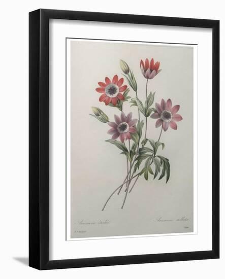 Star Anemone-Pierre-Joseph Redoute-Framed Art Print