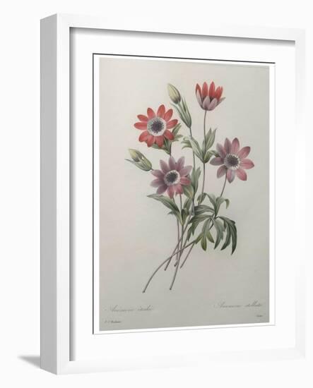 Star Anemone-Pierre-Joseph Redoute-Framed Art Print