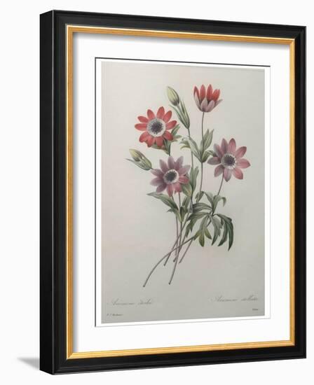 Star Anemone-Pierre-Joseph Redoute-Framed Art Print