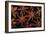 Star Anise Close-Up of Seeds-null-Framed Photographic Print