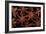 Star Anise Close-Up of Seeds-null-Framed Photographic Print