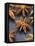 Star Anise-Winfried Heinze-Framed Premier Image Canvas